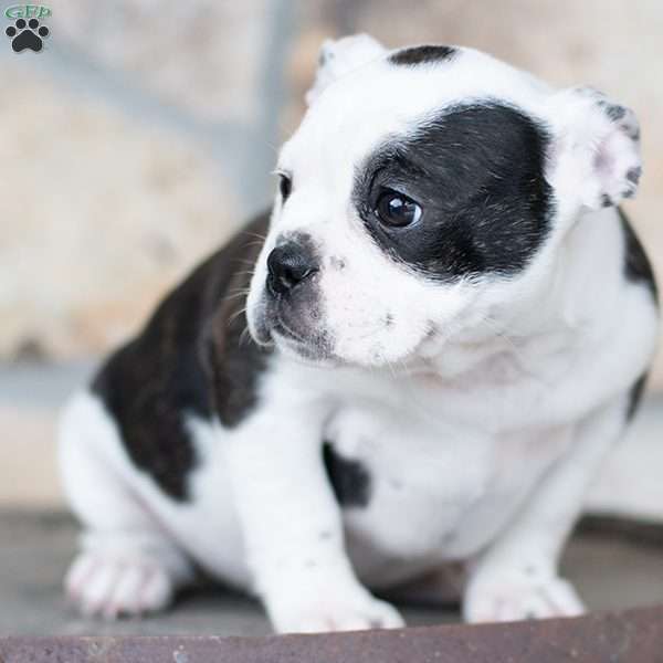 Laney, English Bulldog Mix Puppy